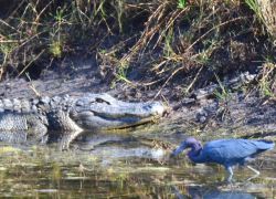 27-Alligator-Sunning-Little-Blue-Heron-Fishing-Togetherweb